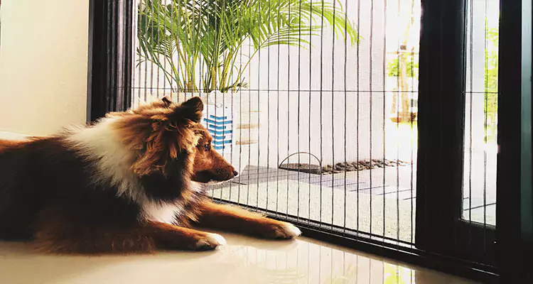 Sliding Screen Pet Door Repair in Florida Ridge, FL