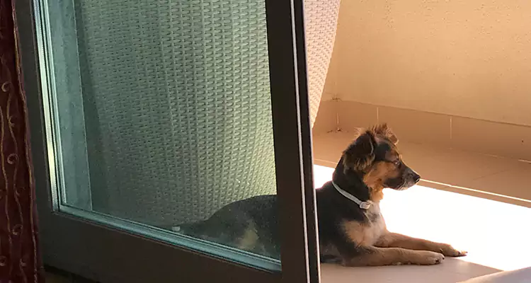 French Door Pet Screen Repair in Florida Ridge, FL